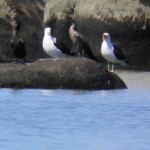 Gaivotão (Larus dominicanus) e Biguás (Phalacrocorax brasilianus)